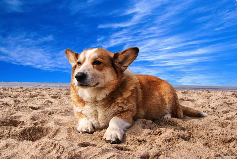 ¿Playas para perros? ¡Encuéntralas!
